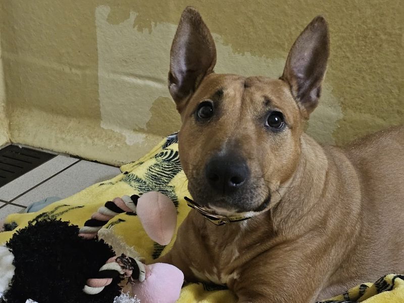 Daphne | Terrier (Bull) Cross | Shrewsbury (Shropshire) - 4