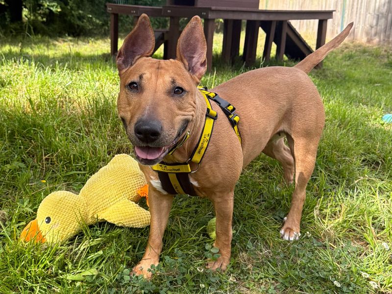 Daphne | Terrier (Bull) Cross | Shrewsbury (Shropshire) - 2