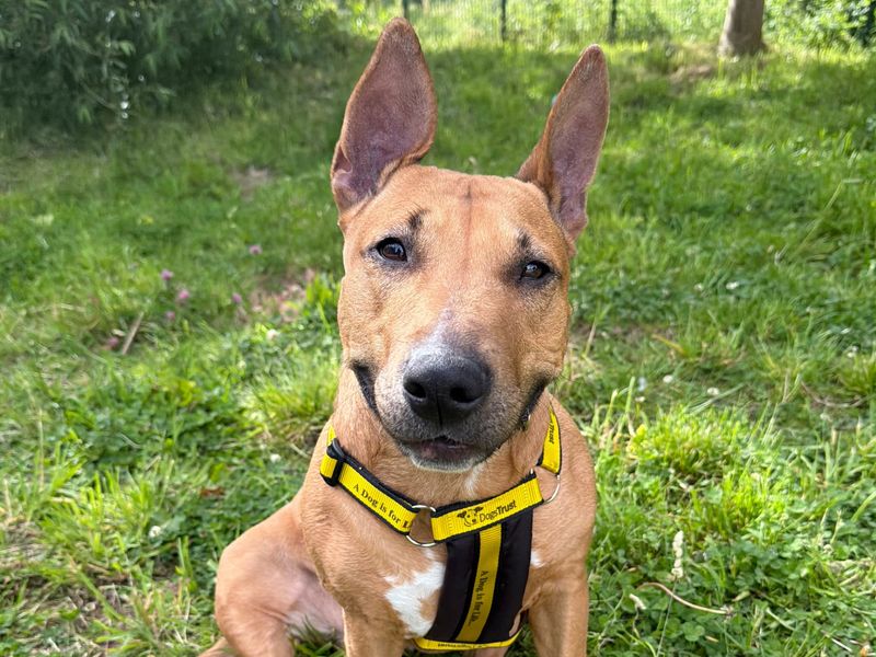 Daphne | Terrier (Bull) Cross | Shrewsbury (Shropshire) - 3