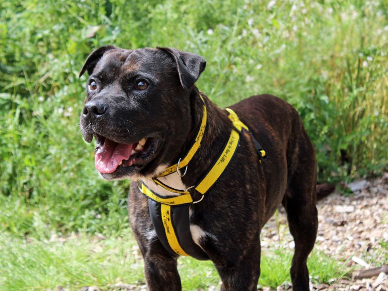 Tyson - Image 2 of 4