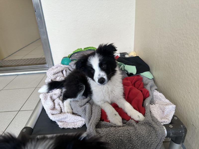 undefined | Collie (Border) | undefined - 1