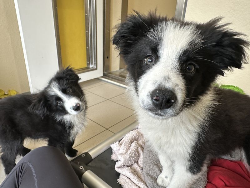 undefined | Collie (Border) | undefined - 3