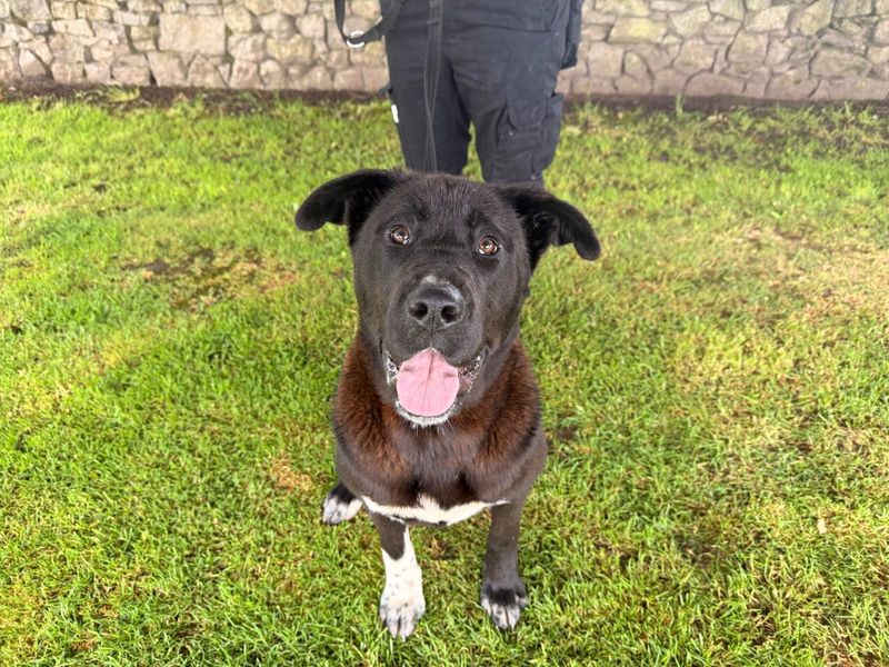 undefined | Akita Cross | undefined - 1