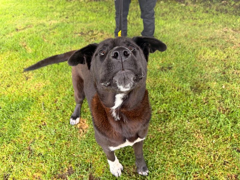 undefined | Akita Cross | undefined - 2