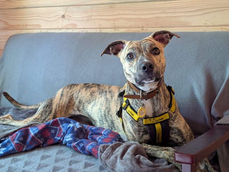 Lime Longlegs | Whippet Cross | West Calder (Edinburgh) - 2