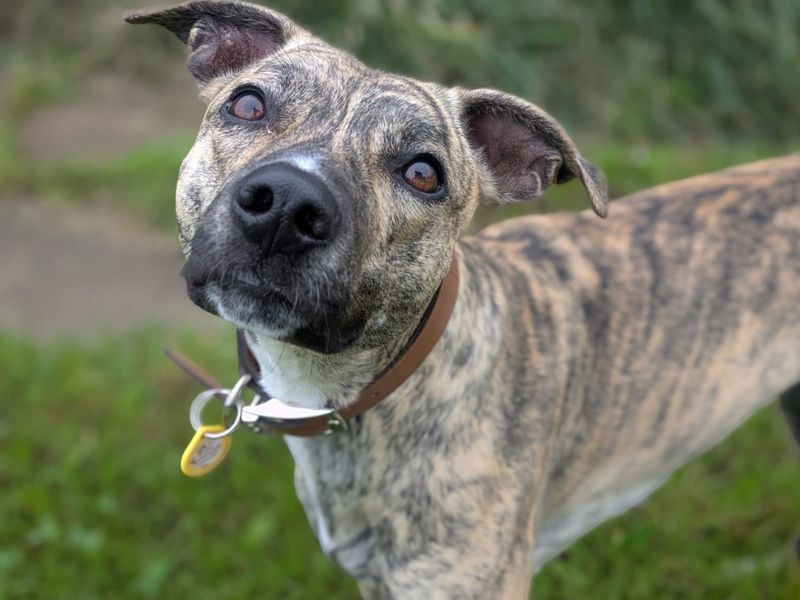 Lime Longlegs | Whippet Cross | West Calder (Edinburgh) - 3