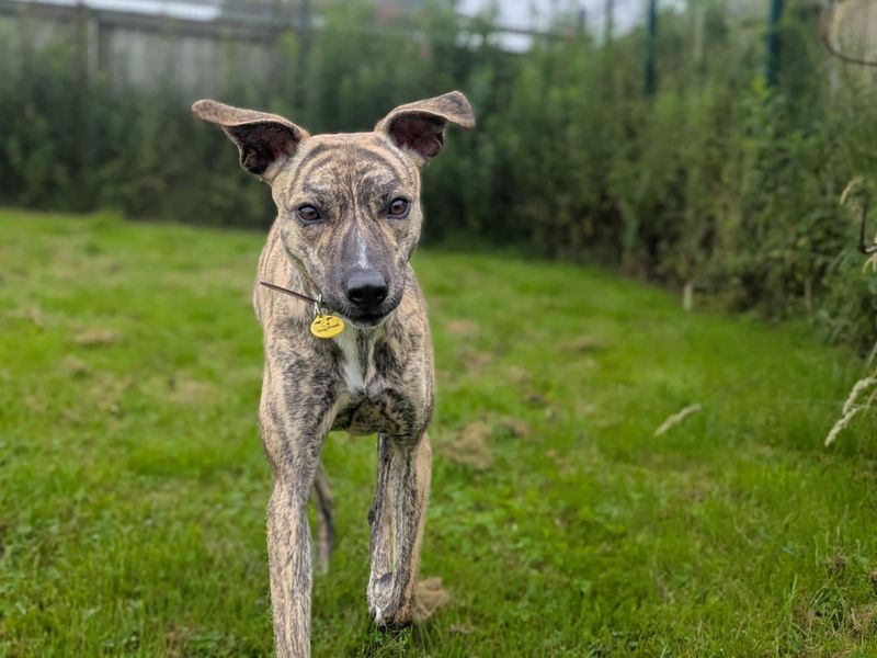 Lime Longlegs | Whippet Cross | West Calder (Edinburgh) - 4