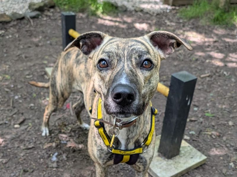 Lime Longlegs | Whippet Cross | West Calder (Edinburgh) - 1