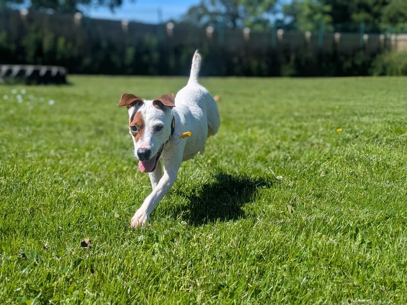 undefined | Terrier (Jack Russell) | undefined - 3