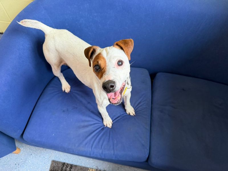 undefined | Terrier (Jack Russell) | undefined - 2