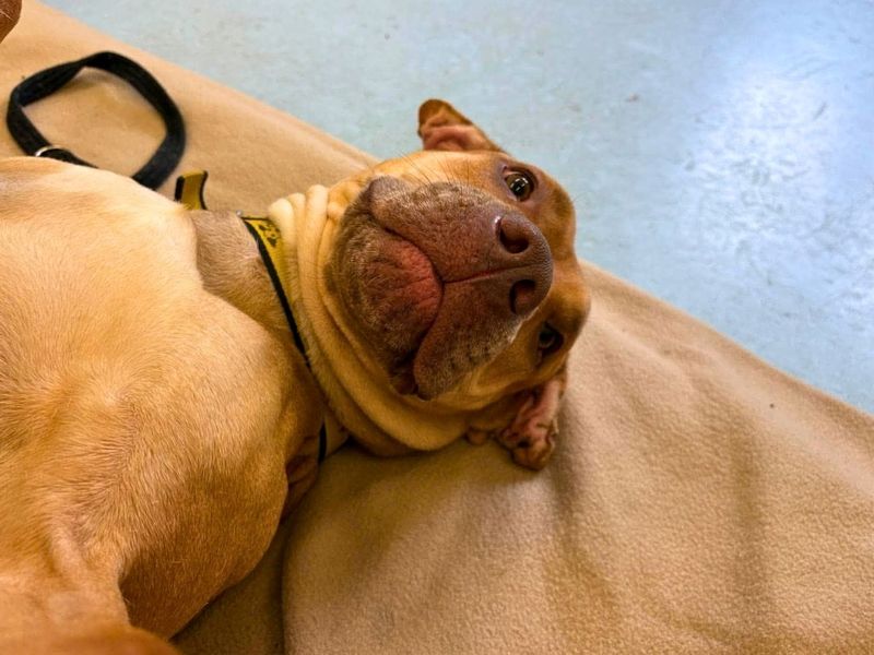 Tina | Terrier (Staffordshire Bull) | Manchester - 1