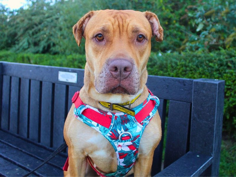 Tina | Terrier (Staffordshire Bull) | Manchester - 4