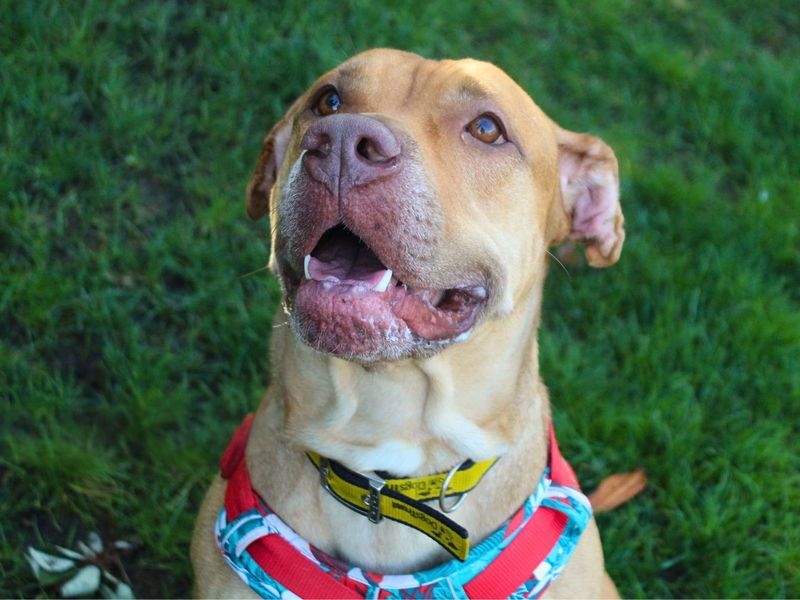 Tina | Terrier (Staffordshire Bull) | Manchester - 9
