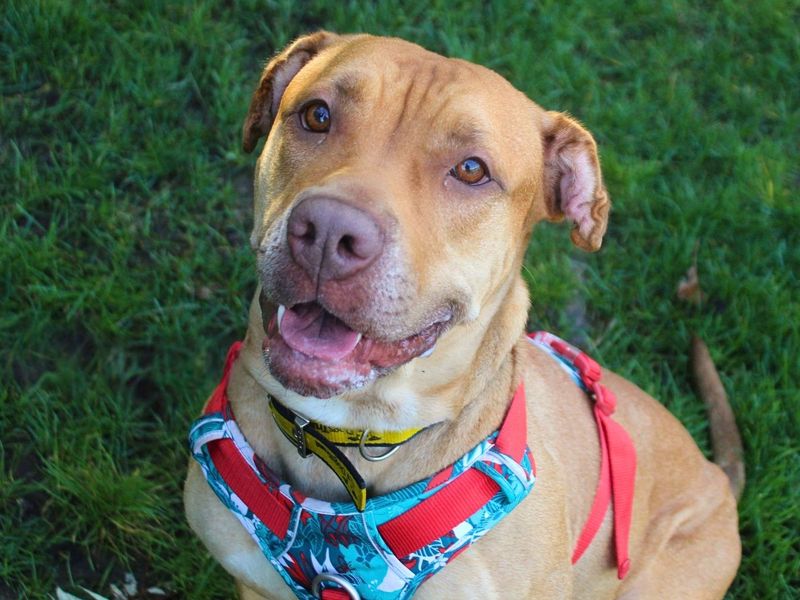 Tina | Terrier (Staffordshire Bull) | Manchester - 2