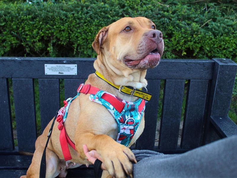 Tina | Terrier (Staffordshire Bull) | Manchester - 7