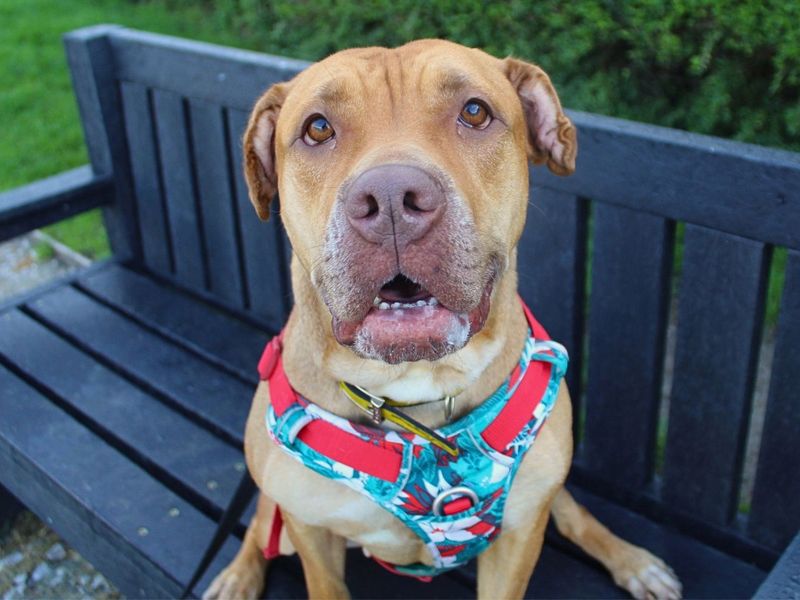 Tina | Terrier (Staffordshire Bull) | Manchester - 6