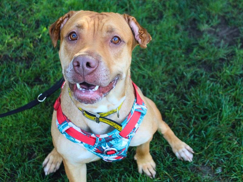 Tina | Terrier (Staffordshire Bull) | Manchester - 3