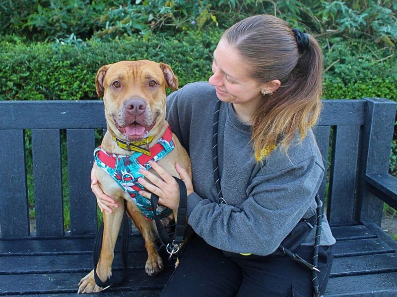 Tina | Terrier (Staffordshire Bull) | Manchester - 5