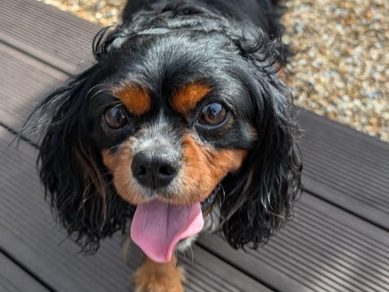 Leo | Spaniel (King Charles) | Shoreham (Sussex) - 1