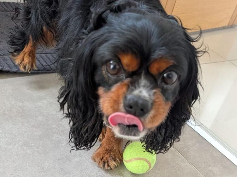 Leo | Spaniel (King Charles) | Shoreham (Sussex) - 2