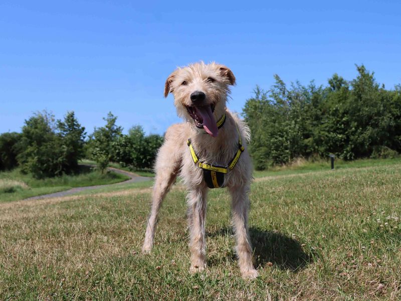Buck | Deerhound | Darlington - 2