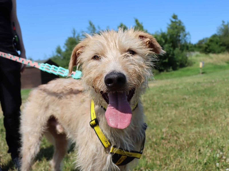 Buck | Deerhound | Darlington - 1