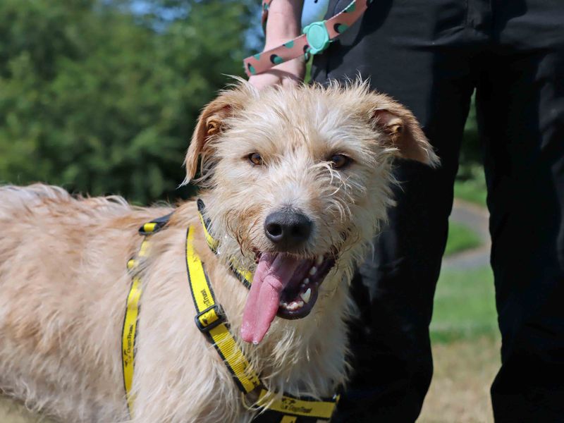 Buck | Deerhound | Darlington - 3