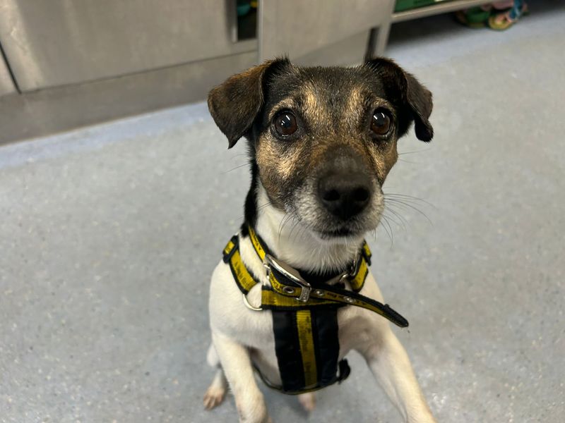 undefined | Terrier (Jack Russell) | undefined - 6