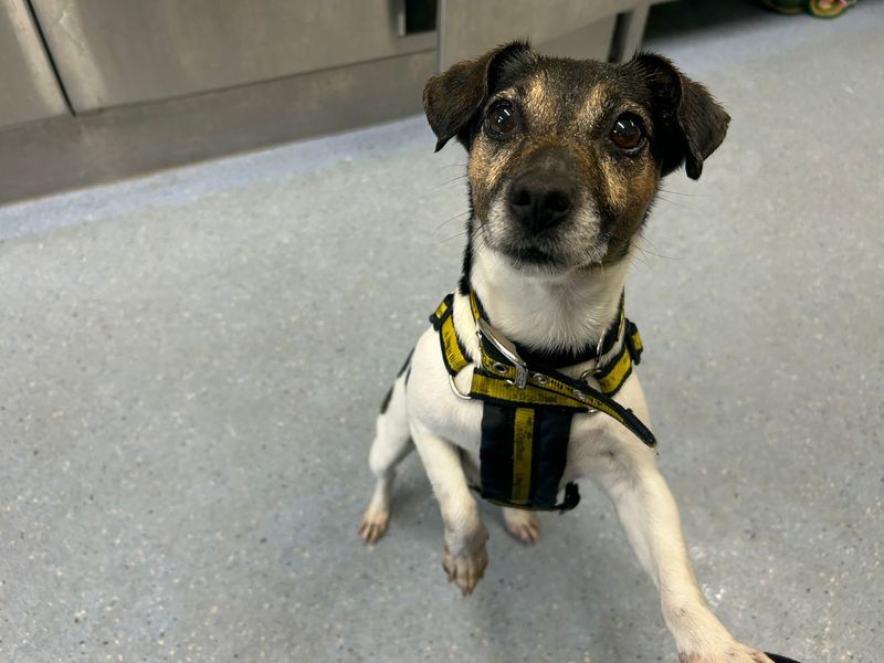 undefined | Terrier (Jack Russell) | undefined - 7