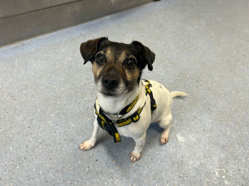 undefined | Terrier (Jack Russell) | undefined - 4