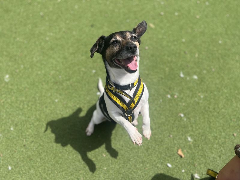undefined | Terrier (Jack Russell) | undefined - 2