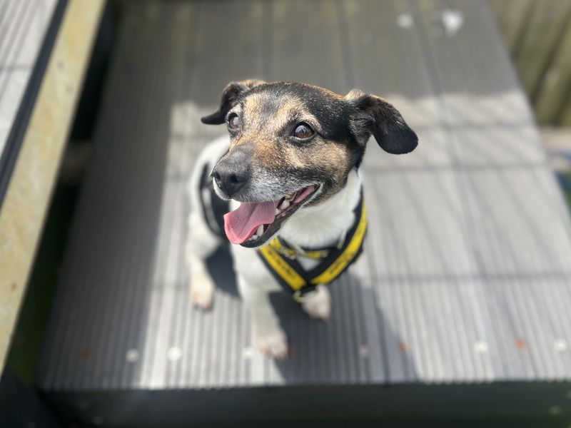 undefined | Terrier (Jack Russell) | undefined - 3