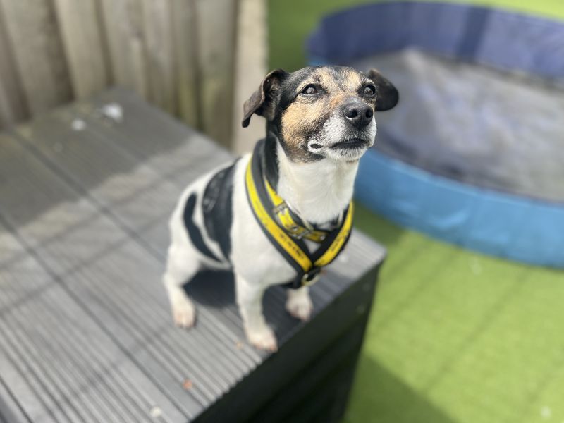 undefined | Terrier (Jack Russell) | undefined - 8