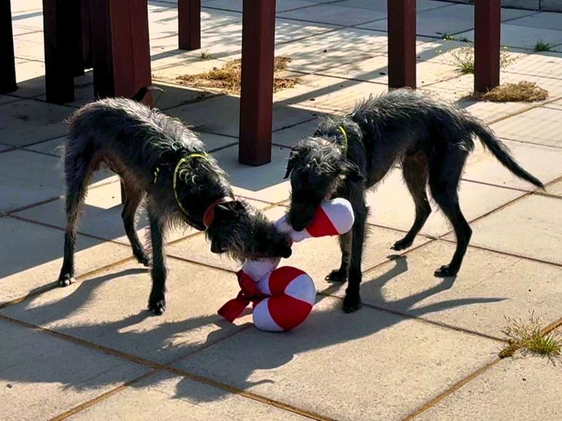 Hector | Terrier (Bedlington) Cross | Salisbury (Wiltshire) - 12