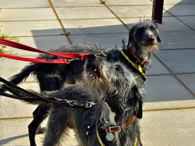 Hector | Terrier (Bedlington) Cross | Salisbury (Wiltshire) - 11