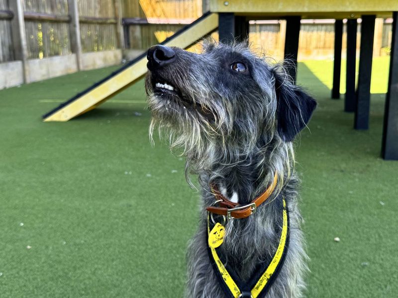 Hector | Terrier (Bedlington) Cross | Salisbury (Wiltshire) - 14