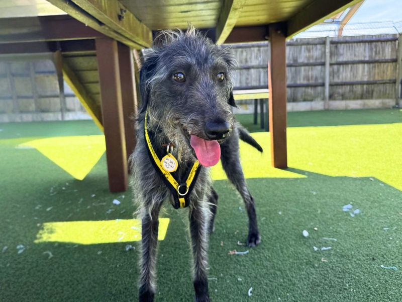 Hector | Terrier (Bedlington) Cross | Salisbury (Wiltshire) - 4