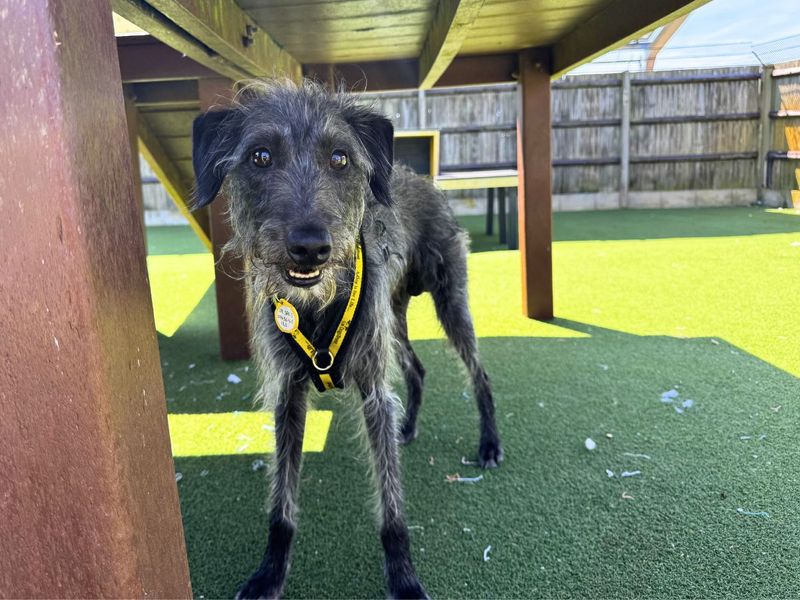 Hector | Terrier (Bedlington) Cross | Salisbury (Wiltshire) - 3