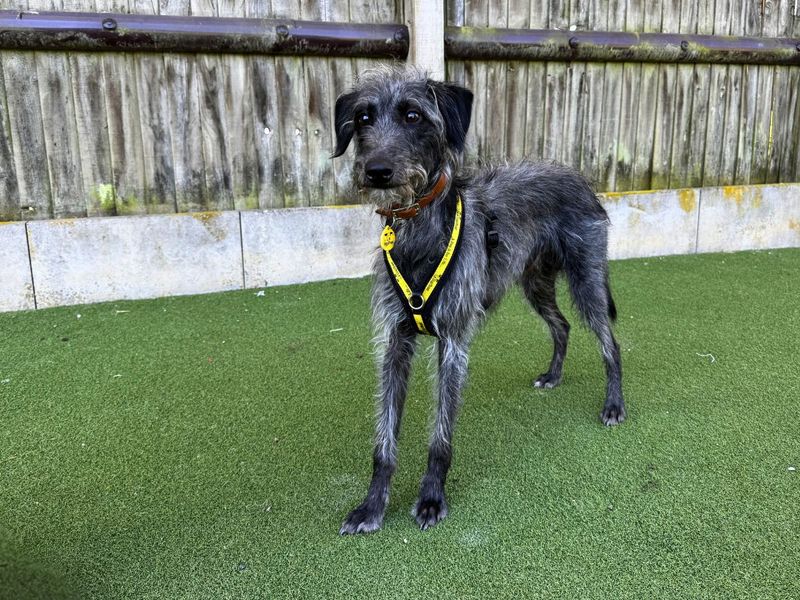 Hector | Terrier (Bedlington) Cross | Salisbury (Wiltshire) - 9