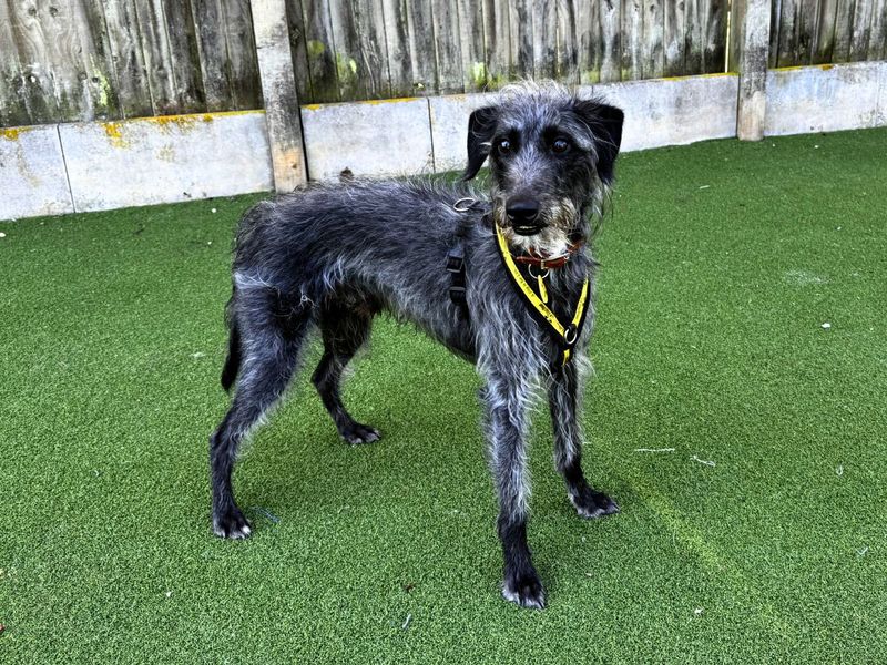 Hector | Terrier (Bedlington) Cross | Salisbury (Wiltshire) - 5
