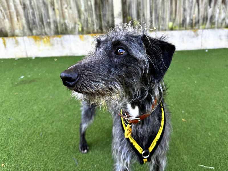 Hector | Terrier (Bedlington) Cross | Salisbury (Wiltshire) - 13