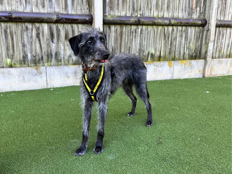 Hector | Terrier (Bedlington) Cross | Salisbury (Wiltshire) - 6