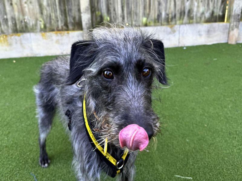Hector | Terrier (Bedlington) Cross | Salisbury (Wiltshire) - 7