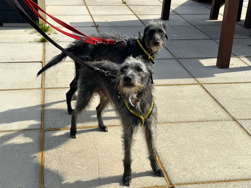 Paris | Terrier (Bedlington) Cross | Salisbury (Wiltshire) - 4
