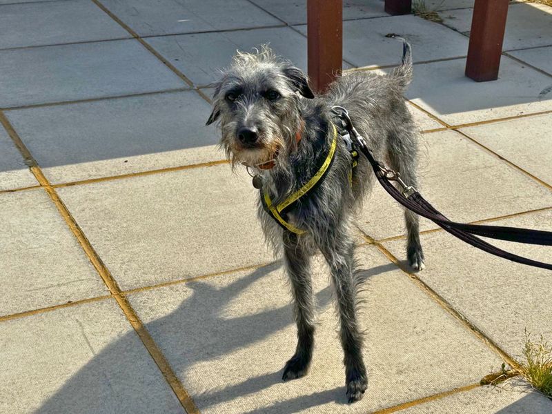 Paris | Terrier (Bedlington) Cross | Salisbury (Wiltshire) - 3
