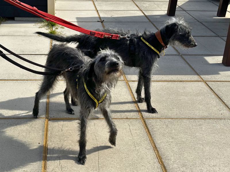 Paris | Terrier (Bedlington) Cross | Salisbury (Wiltshire) - 13