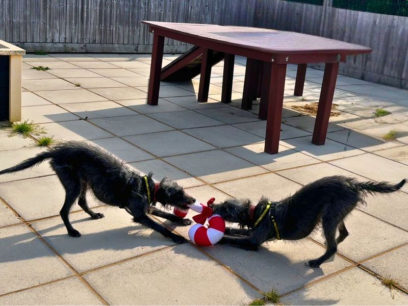 Paris | Terrier (Bedlington) Cross | Salisbury (Wiltshire) - 6