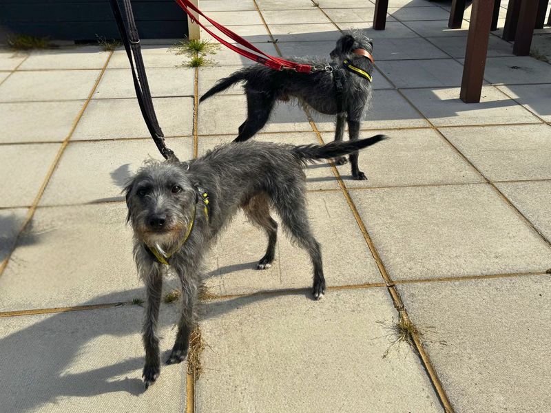 Paris | Terrier (Bedlington) Cross | Salisbury (Wiltshire) - 8