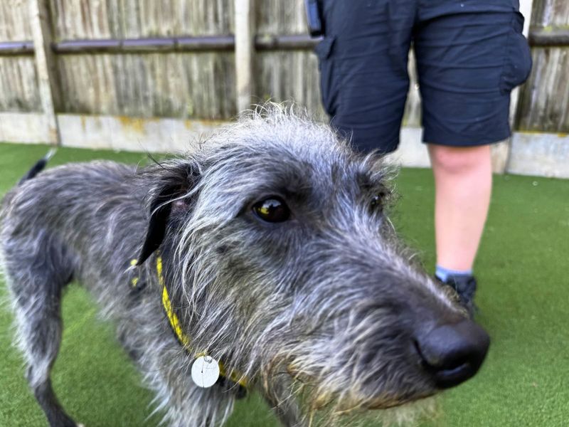 Paris | Terrier (Bedlington) Cross | Salisbury (Wiltshire) - 1