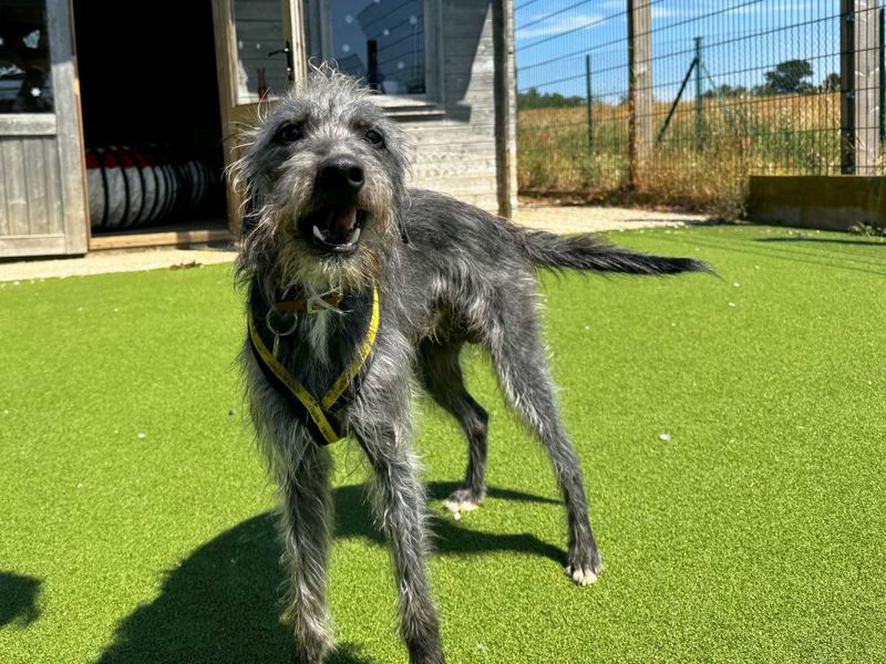 Paris | Terrier (Bedlington) Cross | Salisbury (Wiltshire) - 10